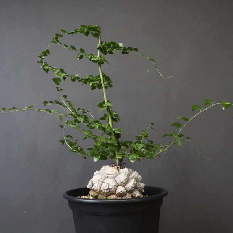 亀甲竜 EC1302 – TaiShoDo ONLINE SHOP