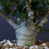 A.メデューサ（獅子葉）EC280