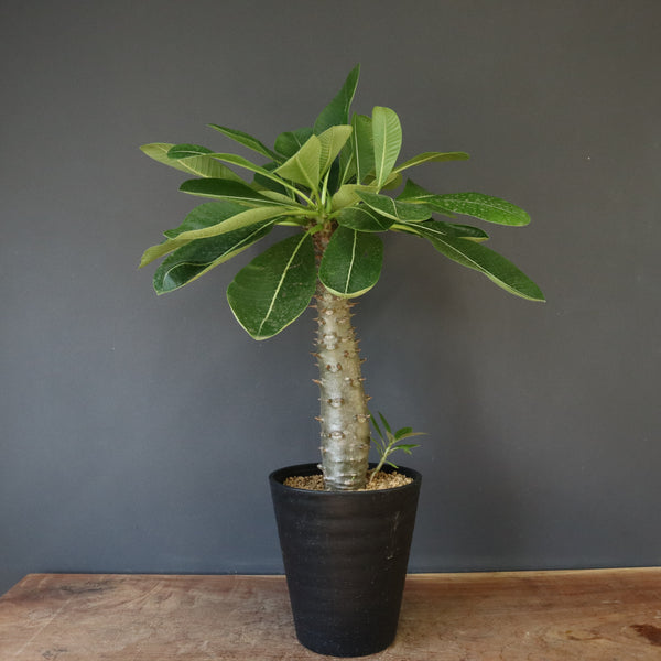 P.バロニー (実生) 15