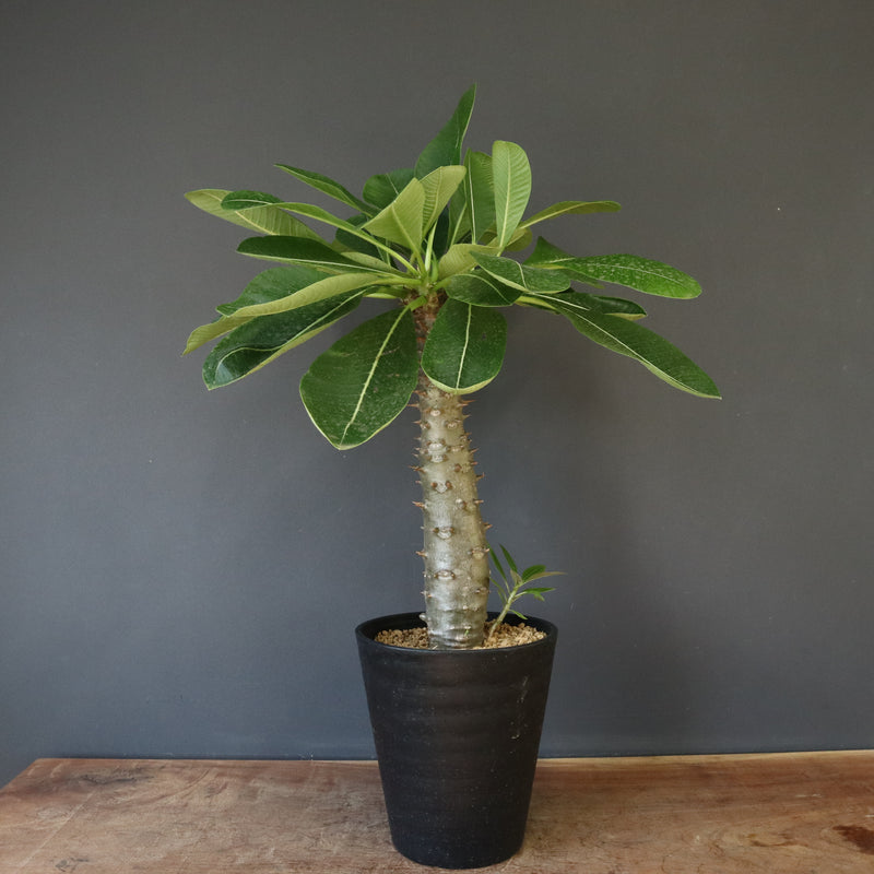 P.バロニー (実生) 15