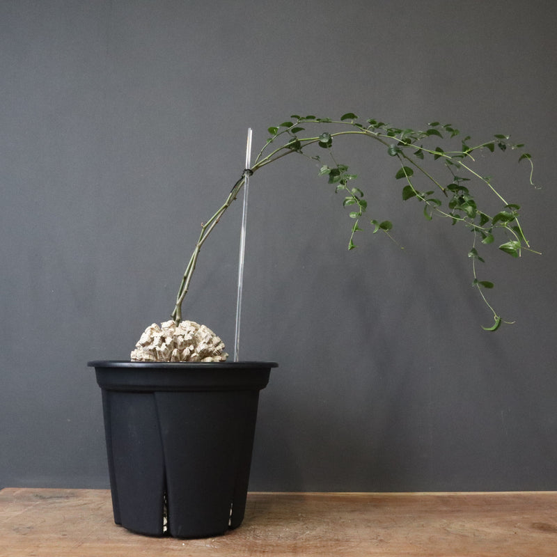 亀甲竜 EC1303 – TaiShoDo ONLINE SHOP