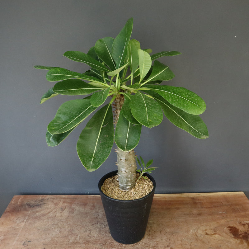 P.バロニー (実生) 15