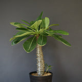 P.バロニー (実生) 15