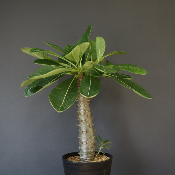 P.バロニー (実生) 15