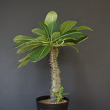 P.バロニー (実生) 15