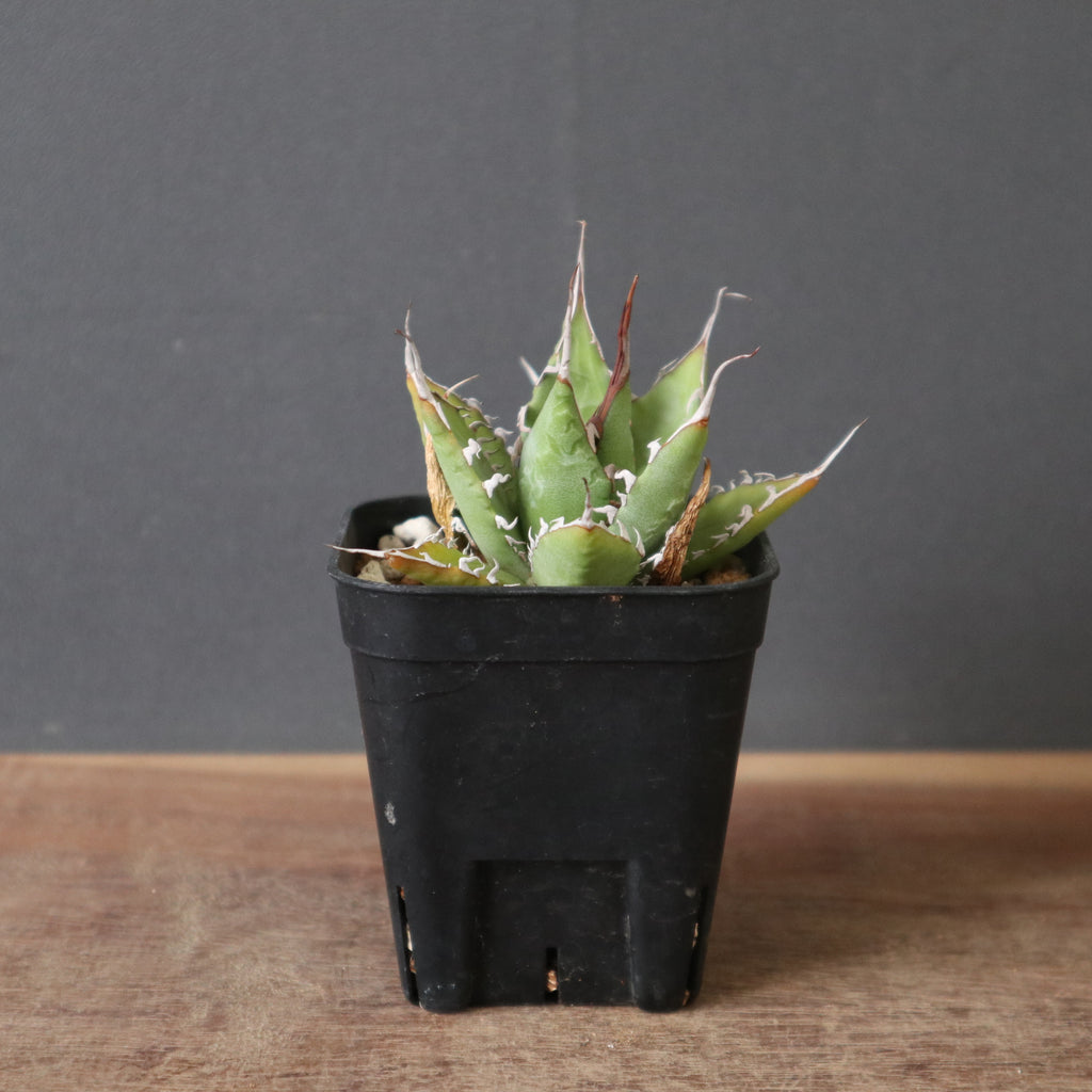アガベ ハイブリッド 妖炎×狂刺霍利達 子株 agave hybrid Hybrid】アガベ 霍利達×妖炎 EC1788 – TaiShoDo ONLINE SHOP
