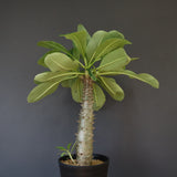 P.バロニー (実生) 15