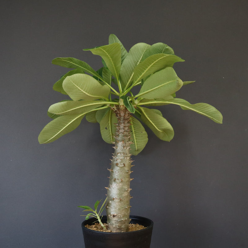 P.バロニー (実生) 15