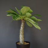 P.バロニー (実生) 15