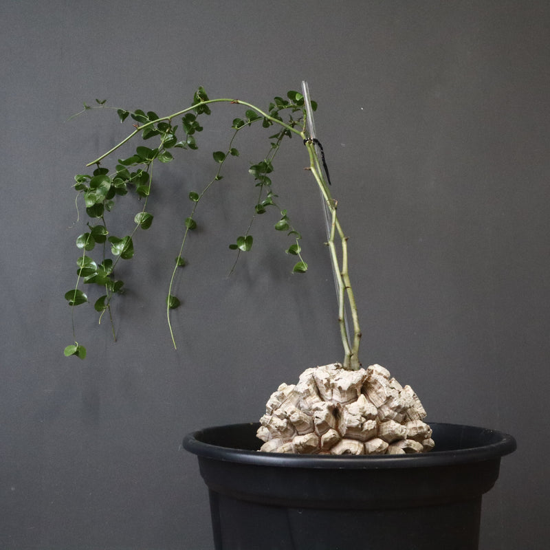 亀甲竜 EC1303 – TaiShoDo ONLINE SHOP