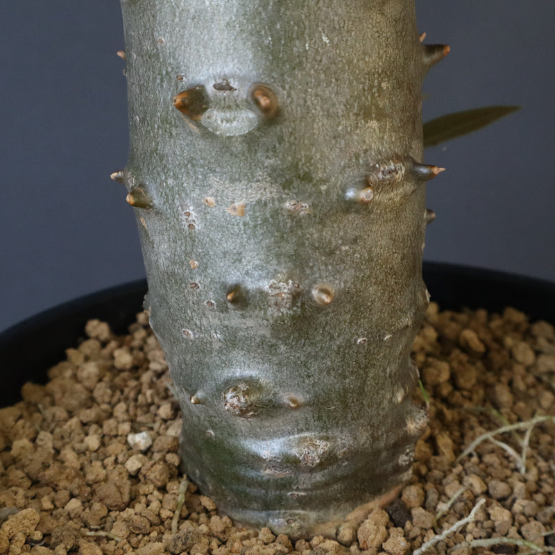 P.バロニー (実生) 15