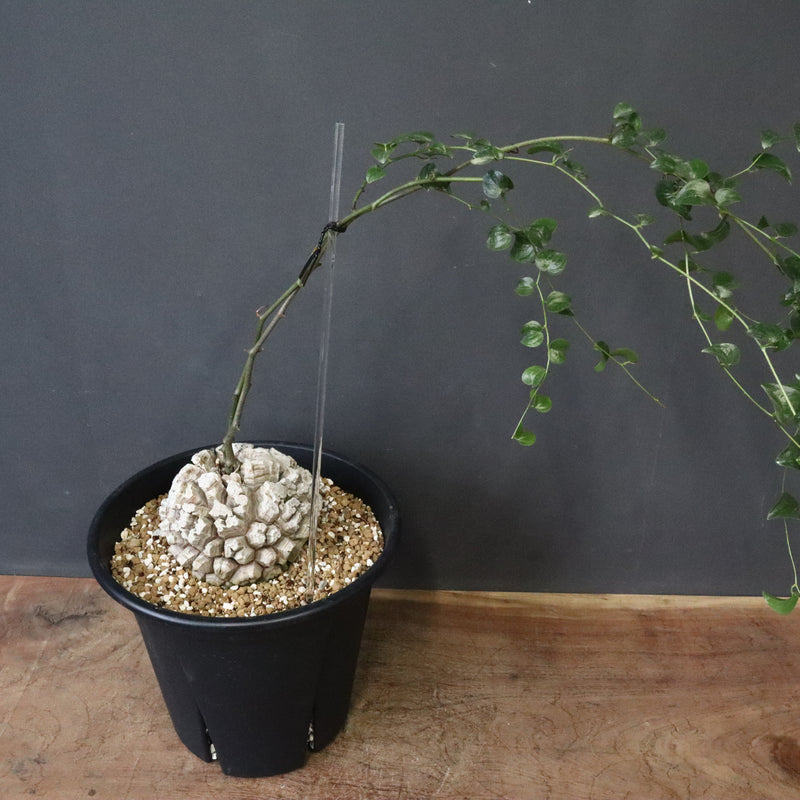 亀甲竜 EC1303 – TaiShoDo ONLINE SHOP