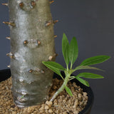 P.バロニー (実生) 15