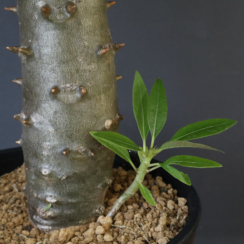 P.バロニー (実生) 15