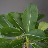 P.バロニー (実生) 15