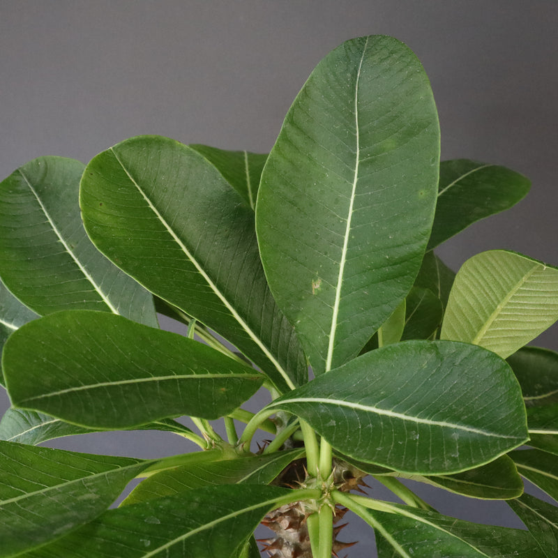 P.バロニー (実生) 15