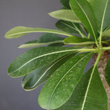 P.バロニー (実生) 15