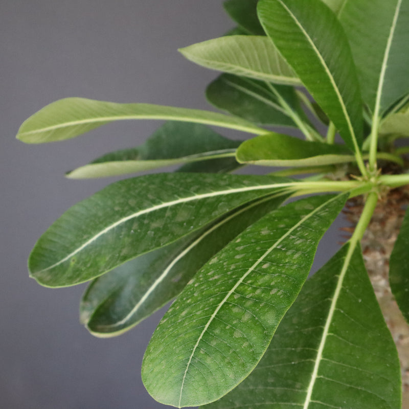 P.バロニー (実生) 15