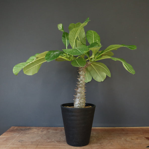 P.バロニー (実生) 14