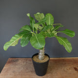 P.バロニー (実生) 14