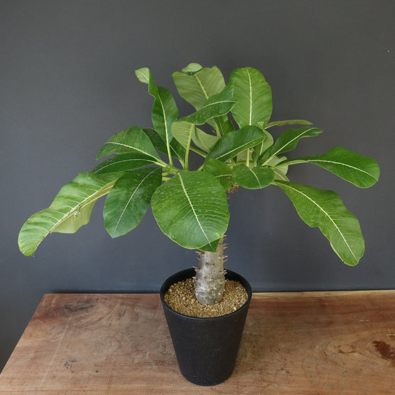 P.バロニー (実生) 14