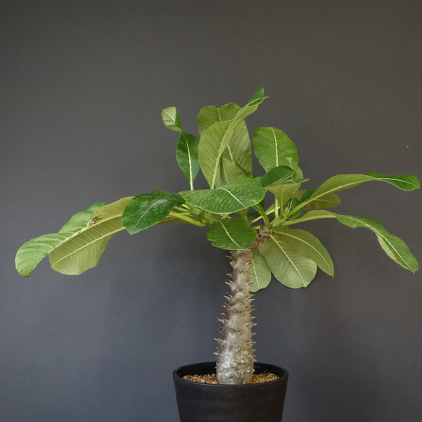 P.バロニー (実生) 14