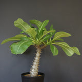 P.バロニー (実生) 14