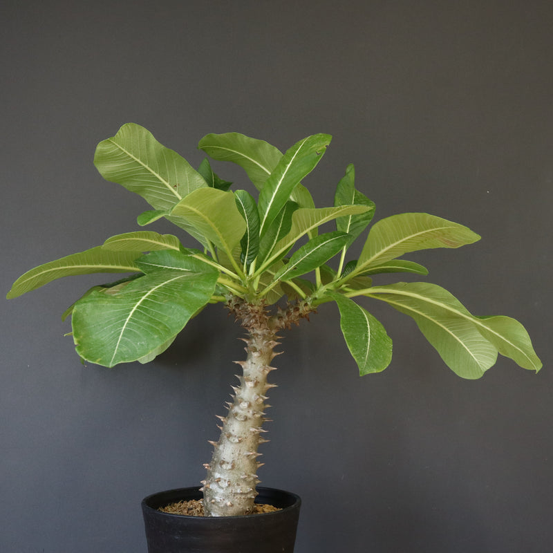 P.バロニー (実生) 14