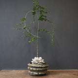 【宮島將實陶器鉢】亀甲竜  EC1297