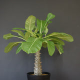 P.バロニー (実生) 14