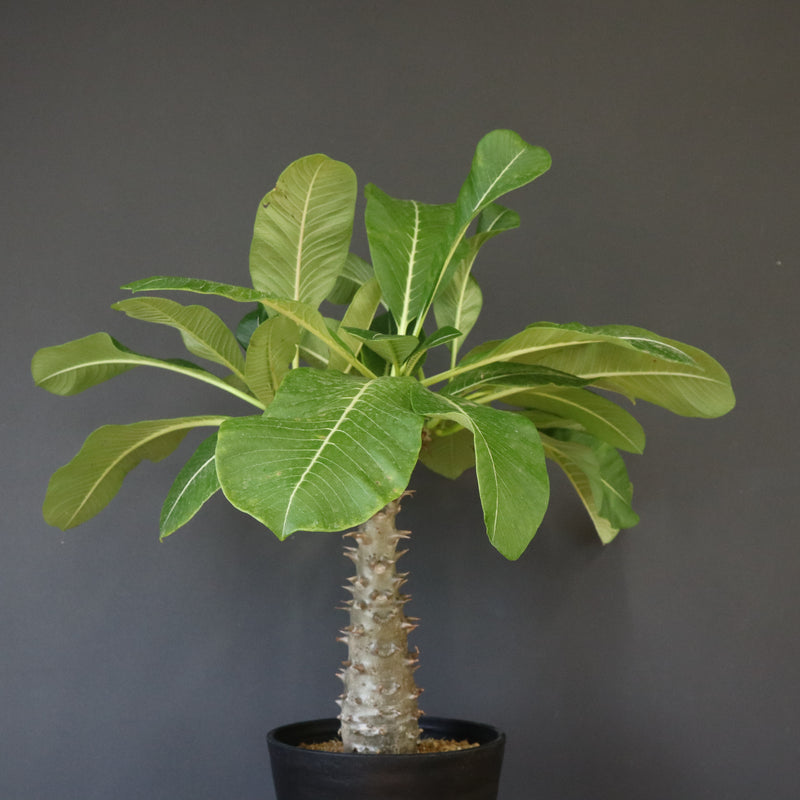 P.バロニー (実生) 14