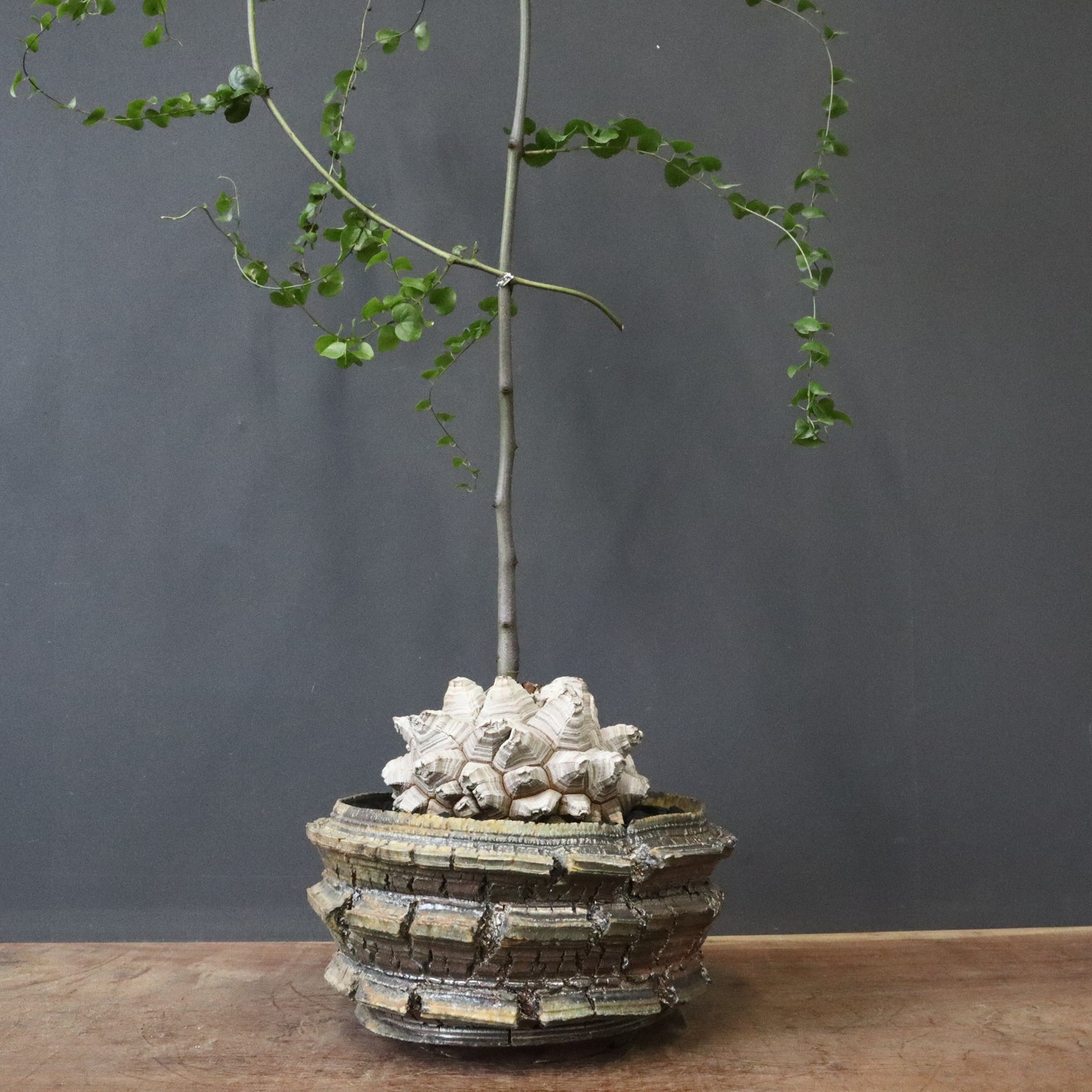 宮島將實陶器鉢】亀甲竜 EC1297 – TaiShoDo ONLINE SHOP