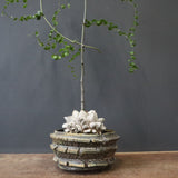 【宮島將實陶器鉢】亀甲竜  EC1297