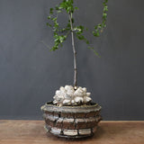 【宮島將實陶器鉢】亀甲竜  EC1297