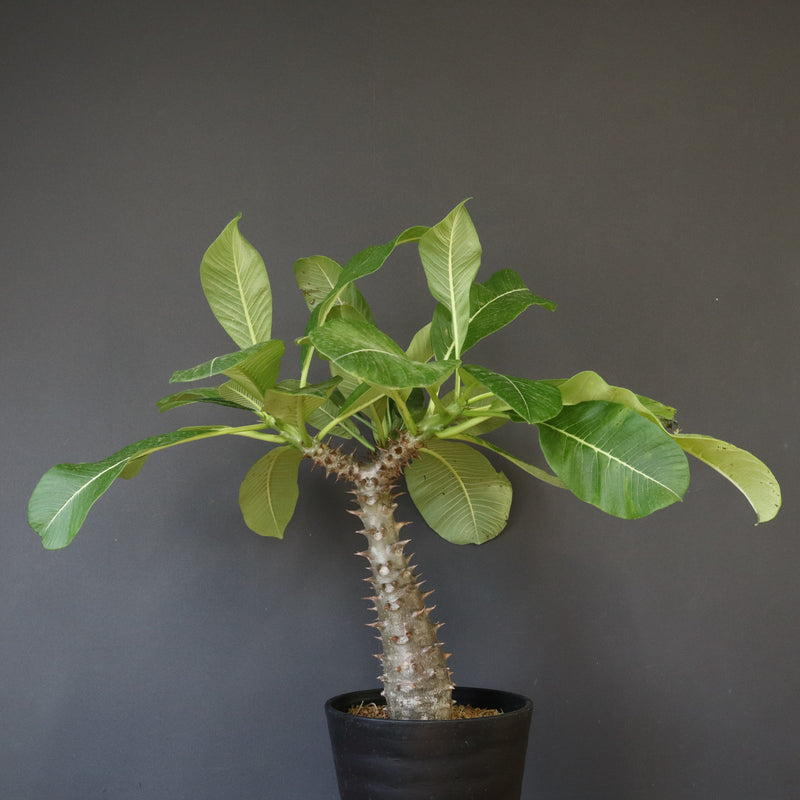 P.バロニー (実生) 14