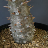 P.バロニー (実生) 14