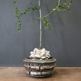 【宮島將實陶器鉢】亀甲竜  EC1297