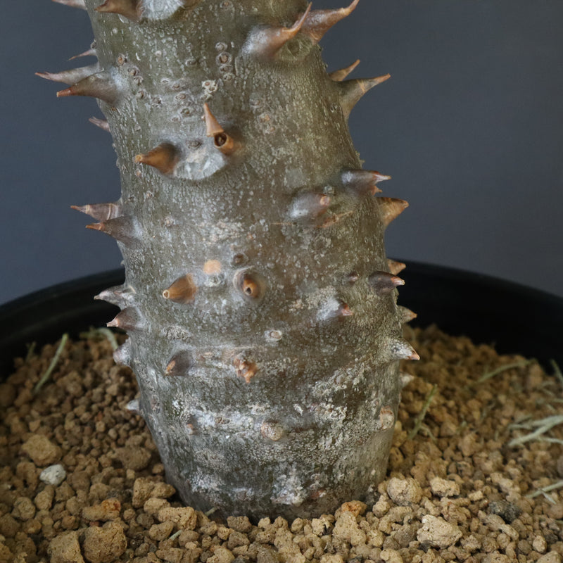 P.バロニー (実生) 14