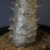 P.バロニー (実生) 14