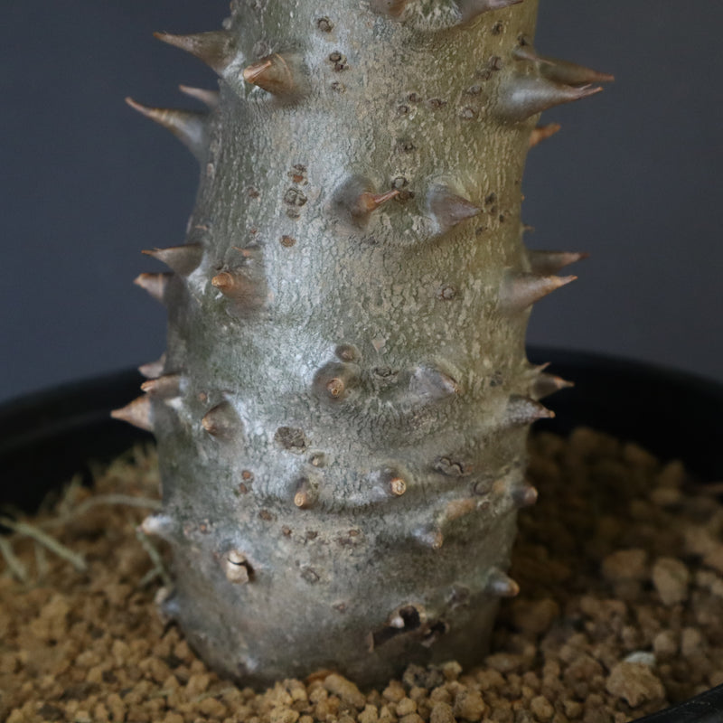 P.バロニー (実生) 14