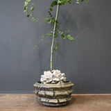 【宮島將實陶器鉢】亀甲竜  EC1297