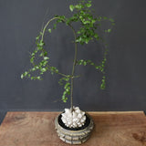 【宮島將實陶器鉢】亀甲竜  EC1297