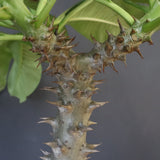 P.バロニー (実生) 14