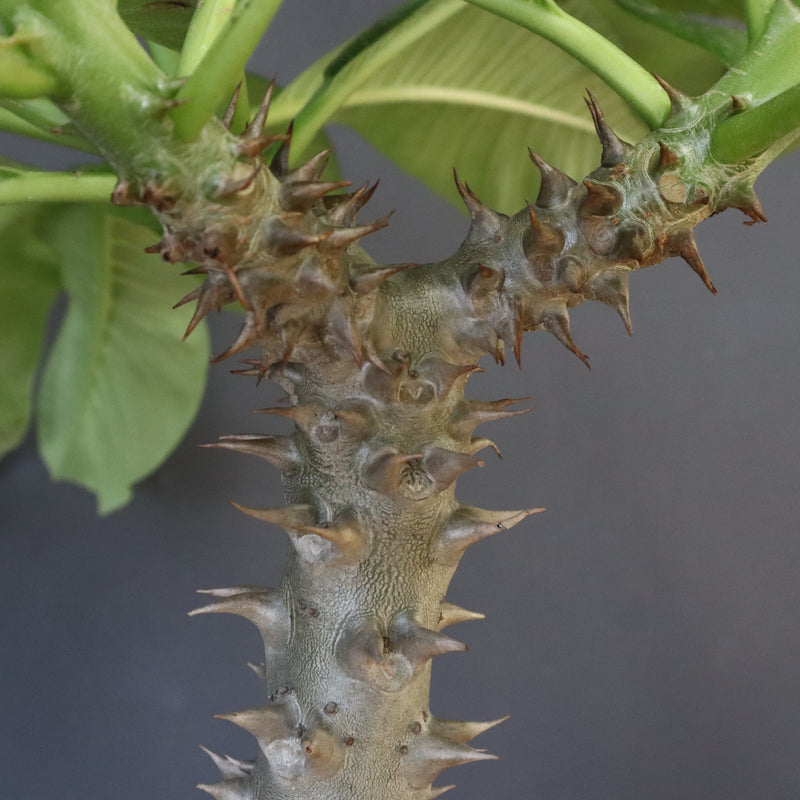 P.バロニー (実生) 14