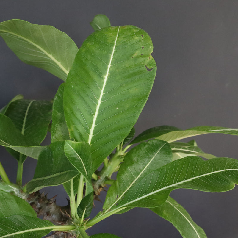 P.バロニー (実生) 14