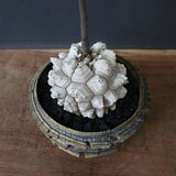 【宮島將實陶器鉢】亀甲竜  EC1297