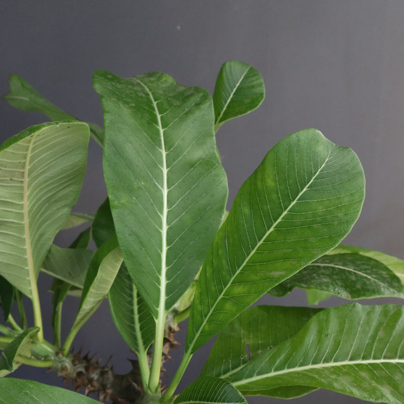 P.バロニー (実生) 14