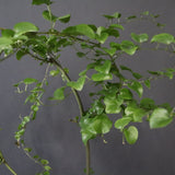 【宮島將實陶器鉢】亀甲竜  EC1297