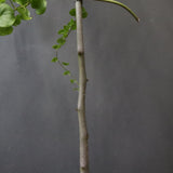 【宮島將實陶器鉢】亀甲竜  EC1297