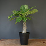 P.バロニー (実生) 13